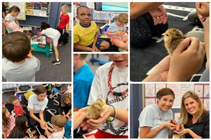 collage of students and chickens